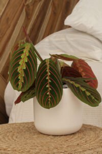 ZURA Maranta Leuconeura