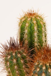 ZURA Cactus Trichocereus SP