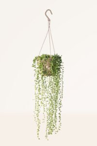 ZURA Senecio Herreianus