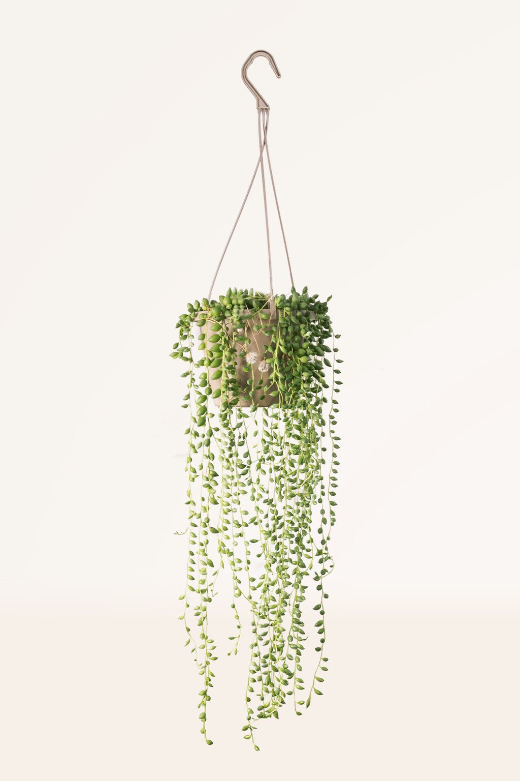 ZURA Senecio Herreianus