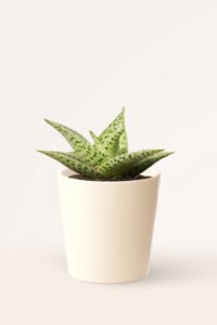 ZURA Aloe Variegata