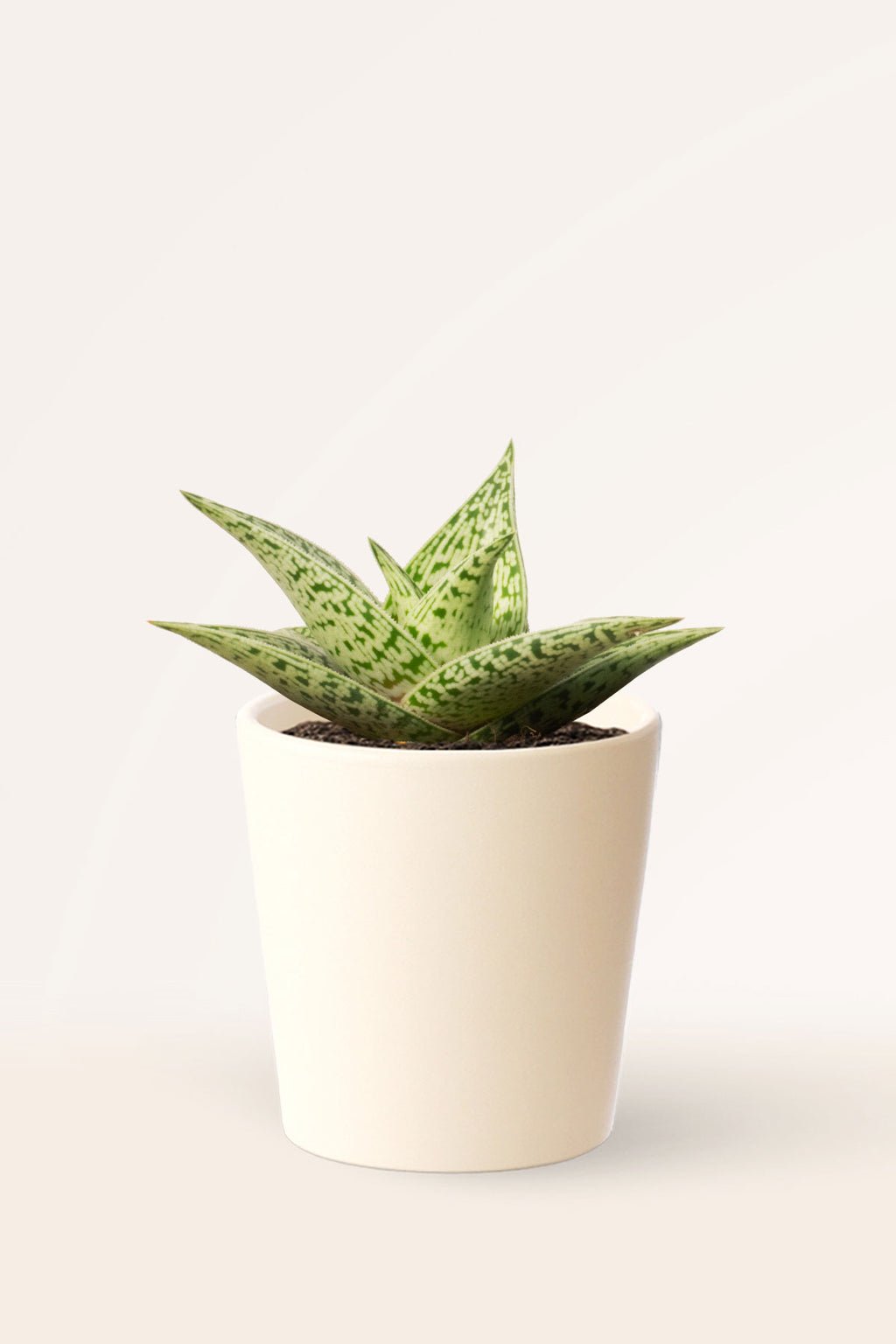 ZURA Aloe Variegata