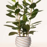 ZURA Ficus Benghalensis Audrey