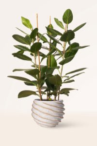 ZURA Ficus Benghalensis Audrey