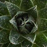 ZURA Aloe Aristata
