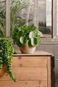 ZURA Pilea Peperomioides