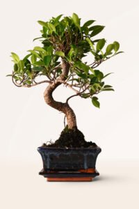 ZURA Bonsái Ficus Retusa 6 años