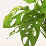 ZURA Monstera Adansonii