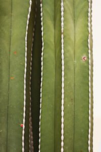 ZURA Cactus Marginatocereus