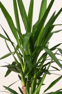 ZURA Yucca Elephantipes
