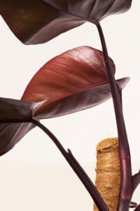 ZURA Philodendron Imperial Red