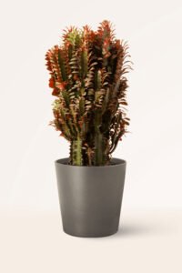 ZURA Euphorbia Trigona Rubra