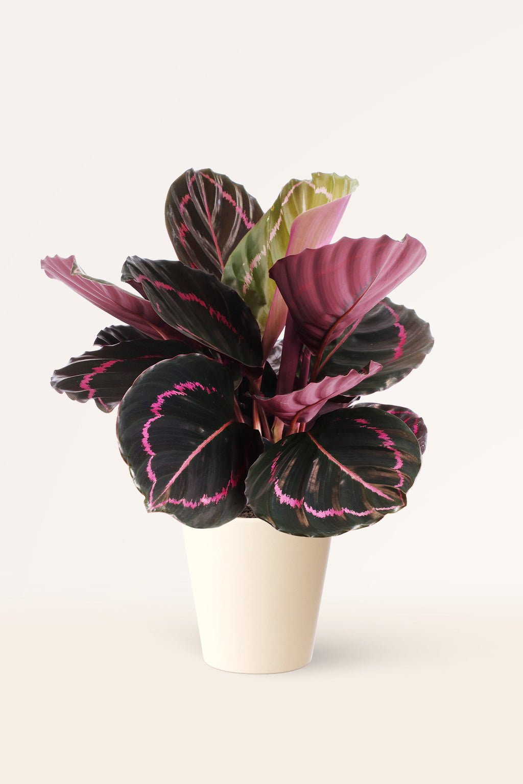 ZURA Calathea Roseopicta