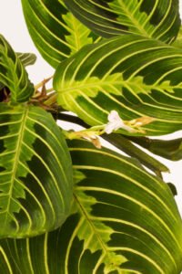 ZURA Maranta Lemon Lime