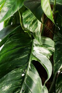 ZURA Pothos Variegata