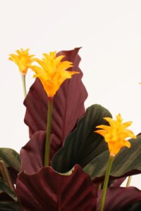 ZURA Maranta Crocata