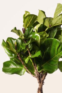 ZURA Aeschynanthus Mona Lisa_5Ficus Lyrata Copa