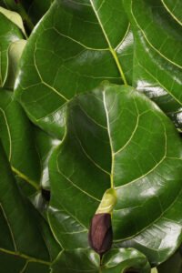 ZURA Aeschynanthus Mona Lisa_5Ficus Lyrata Copa