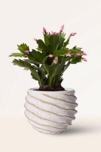 ZURA Cactus de Navidad Schlumbergera