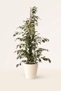 ZURA Ficus Benjamina Twilight