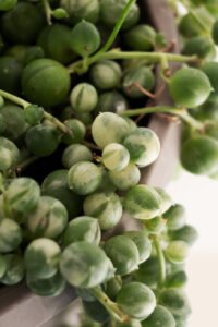 ZURA Senecio Rowleyanus Variegata