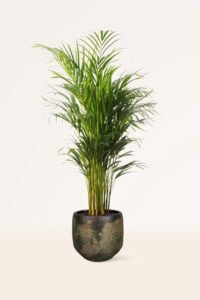 ZURA Areca