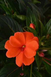 ZURA Alegría Guineana
