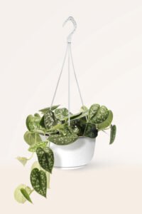 ZURA Scindapsus Pictus