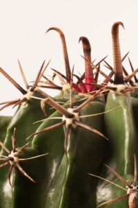 ZURA Cactus Ferocactus Horridus