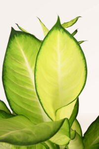 ZURA Dieffenbachia Camilla