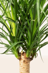 ZURA Beaucarnea Recurvata