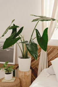 ZURA Alocasia Zebrina