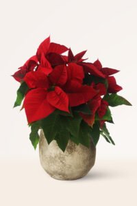 ZURA Flor de Pascua o Poinsettia M