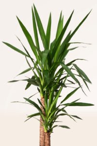 ZURA Yucca Elephantipes