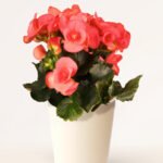 ZURA Begonia Hiemalis Rosa