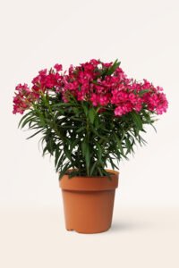 zura Adelfa Roja