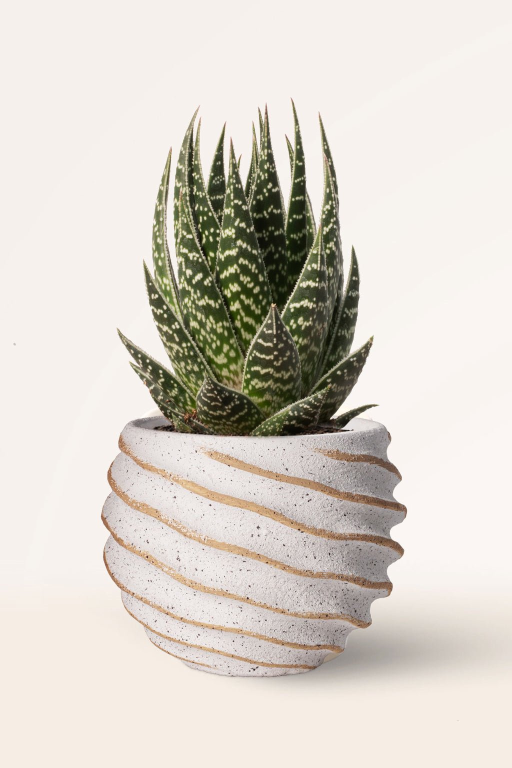 zura Aloe Interstellar