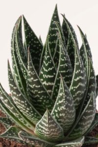zura Aloe Interstellar