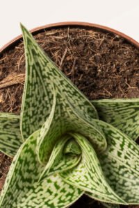 zura Aloe Variegata