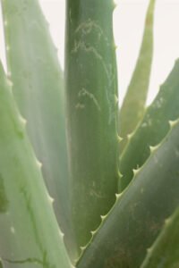 zura Aloe Vera