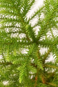 zura Araucaria Heterophylla