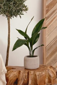 zura Aspidistra