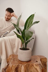 zura Aspidistra