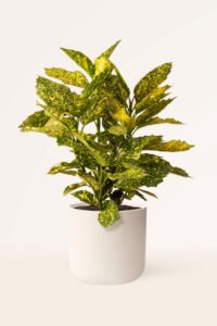 zura Aucuba Japonica Crotonifolia