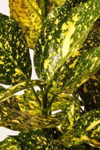 zura Aucuba Japonica Crotonifolia