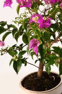 zura Bonsái Buganvilla violeta 14 años