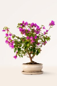 zura Bonsái Buganvilla violeta 14 años