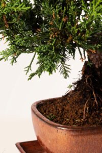 zura Bonsái Juniperus 12 años