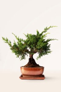 zura Bonsái Juniperus 12 años