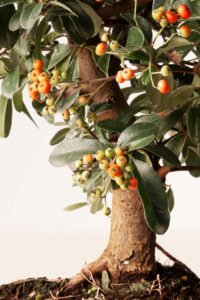 zura Bonsái Pyracantha 10 años